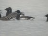 Black Brant at Paglesham (Steve Arlow) (39162 bytes) Black Brant at Paglesham (Steve Arlow) (39162 bytes)